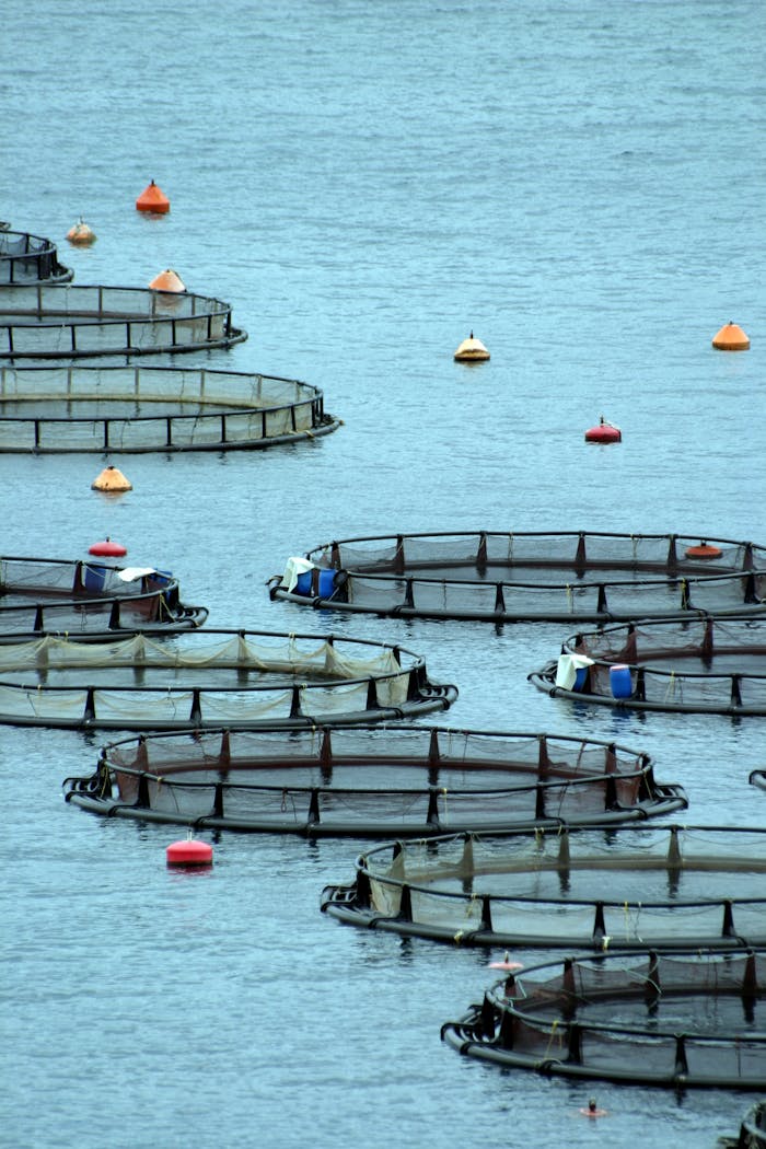 services-01 Circular fish farms in Greek waters, highlighting sustainable aquaculture practices.